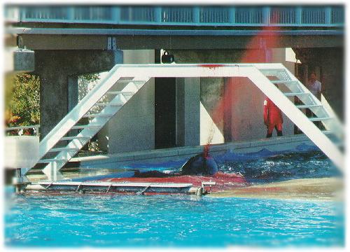 Do Orcas At Marine Parks Injure One Another? (2/6)